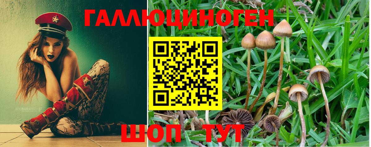 Галлюциногенные грибы Psilocybine cubensis Верхняя Пышма